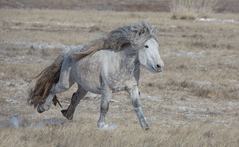 mongolia galloping horses 